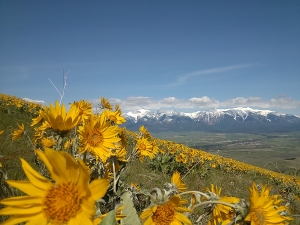 Balsam flower